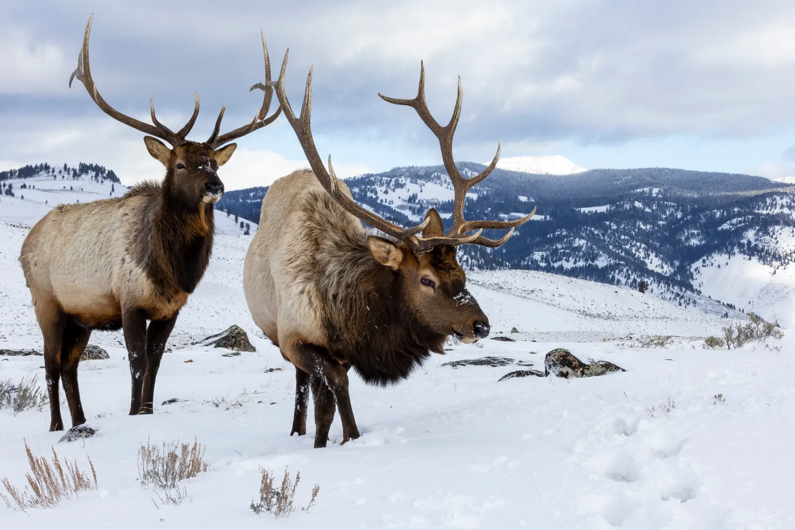 Elk in Yellowstone National Park